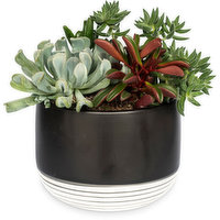 Planter - Succulent 6 inch, 6 Each