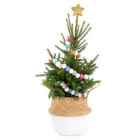Conifer - with Colourful Garland, 1 Each