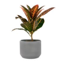 Tropicals - Assorted In Ceramic, 6 Each