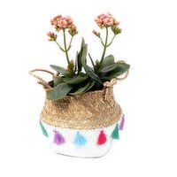 Kalanchoe - In Basket, 5 Each