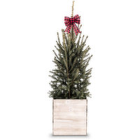 Christmas Tree - Conifer in a Wood Box 12in, 1 Each