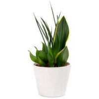 Potted Plants - Sansevieria Combo 6In, 1 Each