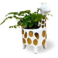 Golden Giraffe - Planter, Assorted, 1 Each