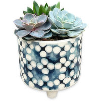 Succulent - Garden In Blue Patterned Ceramic pot, 1 Each