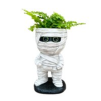Potted Plants - Mummy w/Tropical 2In, 1 Each