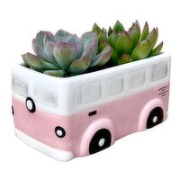 Succulents - Ceramic Bus Pot 5 Inch, 1 Each