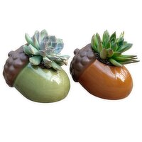 Save-On-Foods - Acorns with Succulents, 2 Inch, 1 Each
