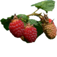 Plant - Raspberry Boyne, 1 Each