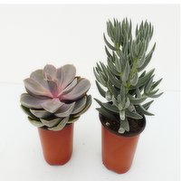 Succulent - Assorted Planter 9cm