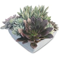 Succulent - Assorted Planter 48cm, 1 Each