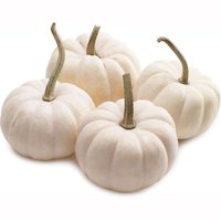 Pumpkins - Casper Mini, 1 Each