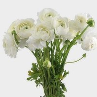 Ranunculus - 10 Stem, 1 Each