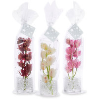 Mini Cymbidium Orchid - in Glass Cylinder, 1 Each