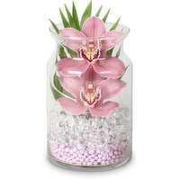 Two - Bloom Cymbidium Orchid with Green, 1 Each