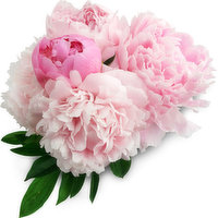 Urban Fare - Peony Bunch