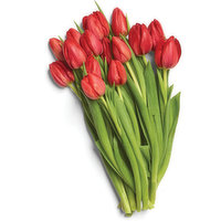 Tulips - 15 Stem, Hot House, 1 Each