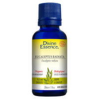 Divine Essence - Essential Oil Eucalyptus, 30 Millilitre
