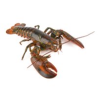 Live - Jumbo Lobster, 1600 Gram