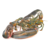 Live - Large Lobster, 1800 Gram