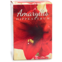 Amaryllis - Bulbs Red,  Gift Box, 1 Each