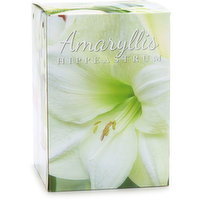 Amaryllis - Bulb White, Gift Box, 1 Each