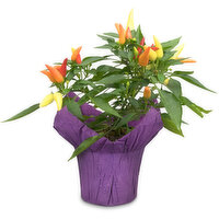 Ornamental Pepper - Potted Plant 4in, 1 Each