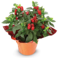 Ornamental - Pepper Plant, 6 Each