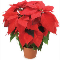 Poinsettia - Red, Flowering Plant 5in, 1 Each