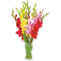 - - Floral - Gladiolus Bunch, Assorted