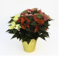 Plant - Pointsettia Tri Colour 10IN, 1 Each