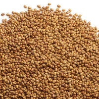 Moth - Lentils, 1 Pound