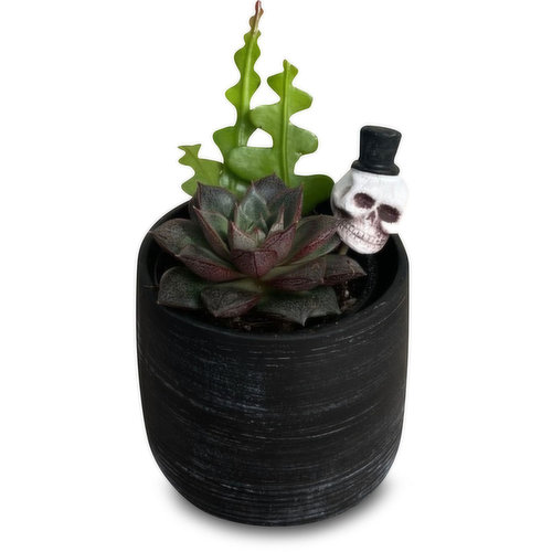 Succulent - 4 Inch Skull