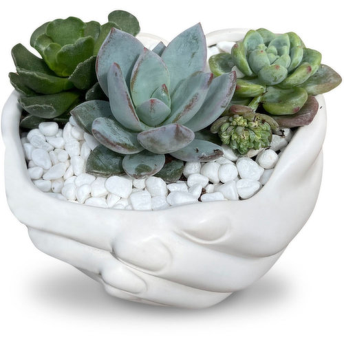 Succulents - Holding Hands Planter