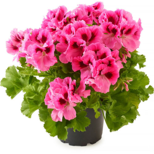 Pelargonium - Flowering Planter 6in