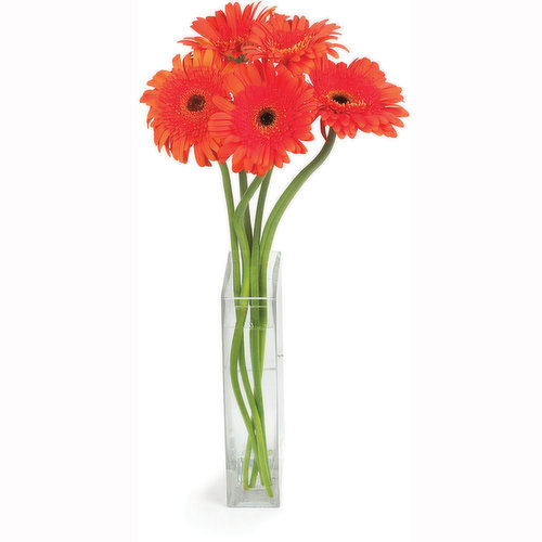 Gerbera Daisy - Gerbera -Qty - 5 Per Bunch