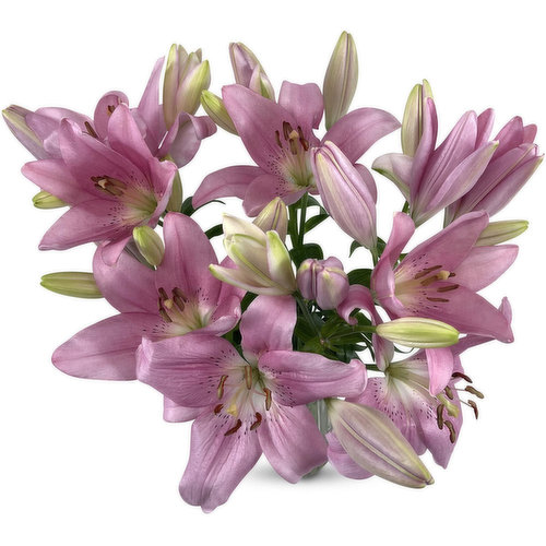 Lily Hybrid - Bunch, Fresh Cut