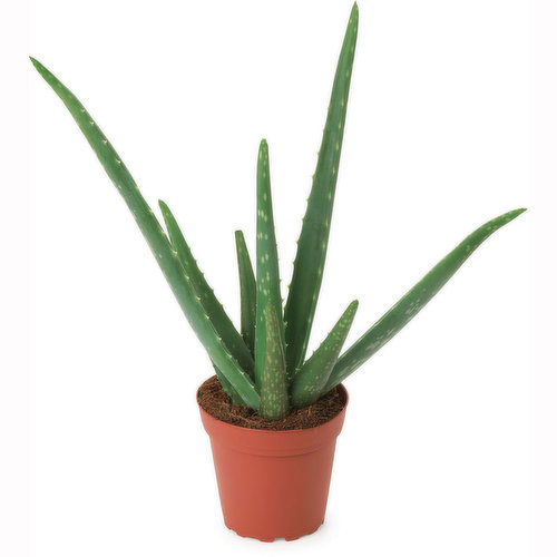 Aloe Vera - Potted Planter 4 Inch