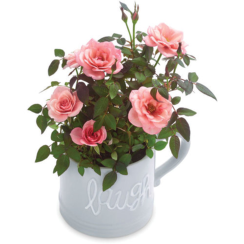 Mini Roses - Live or Laugh - Ceramic Mug 4inch