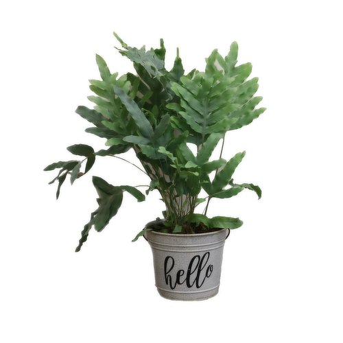 Fern - in Hello Pot