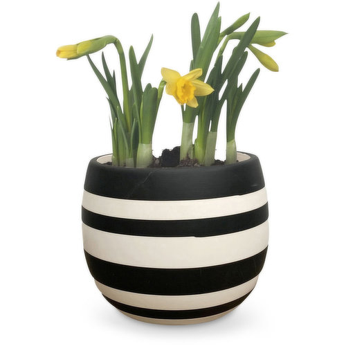 Planter - Black Lines Pot, 4 inch