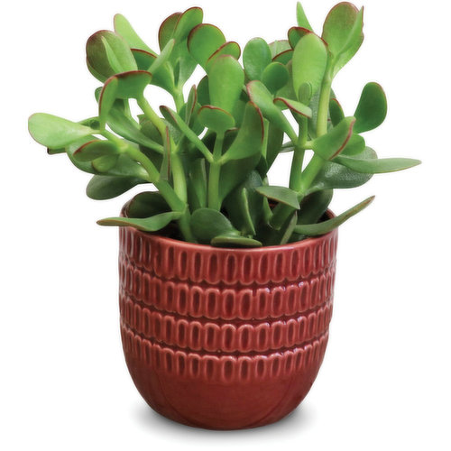 Jade - Plant in Ceramic Pot 4in