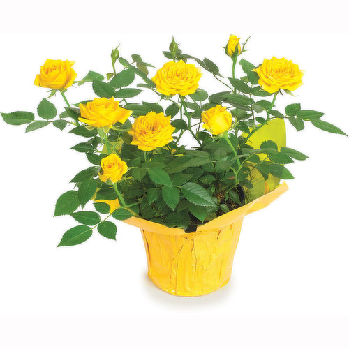Miniature rose bush, approx 4 inches tall. Colour may vary by seasonality. Choose from red, yellow, white. Enter in your cart notes for preference. Availalbe while quantities last.