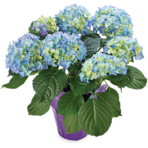 Hydrangea - Potted Plant 6 Inch