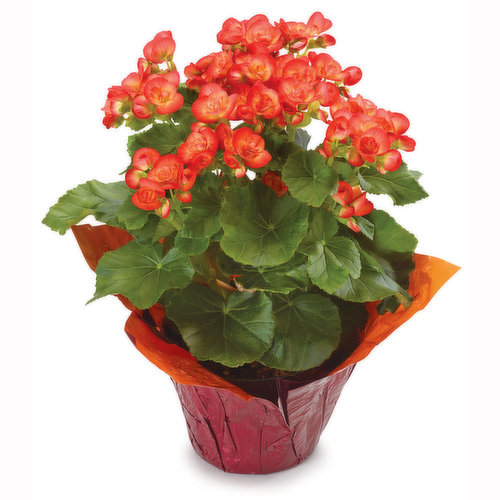 Begonia - Flowering Plant 6in