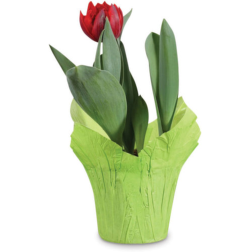 Tulips - Potted Tulip 6 Inch