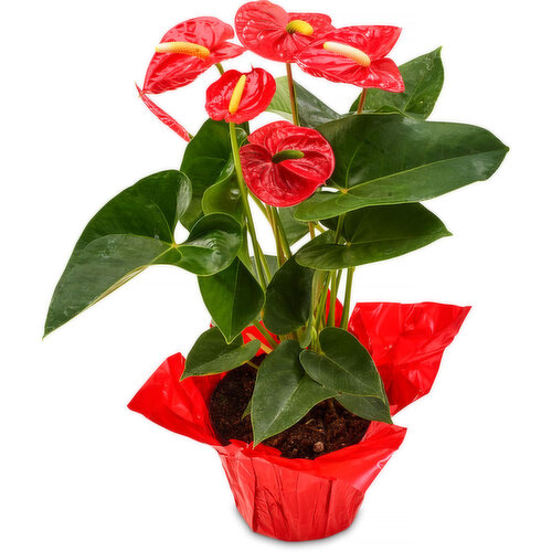 Anthurium - Anthurium 6 In