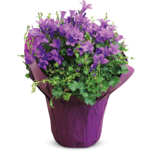 Add a pop of color with this vibrant purple perennial flower, perfect on any table or as a gift.
