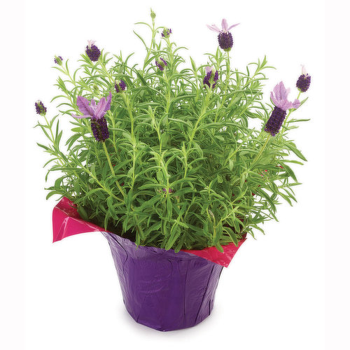 Lavender - Potted Plant, Fresh