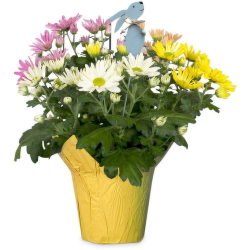 Easter Pot Mums - Assorted Colours with Bunny Pick