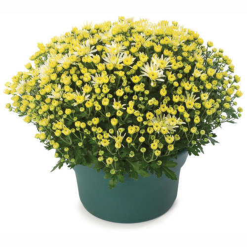 Begian - Potted Mum 12in